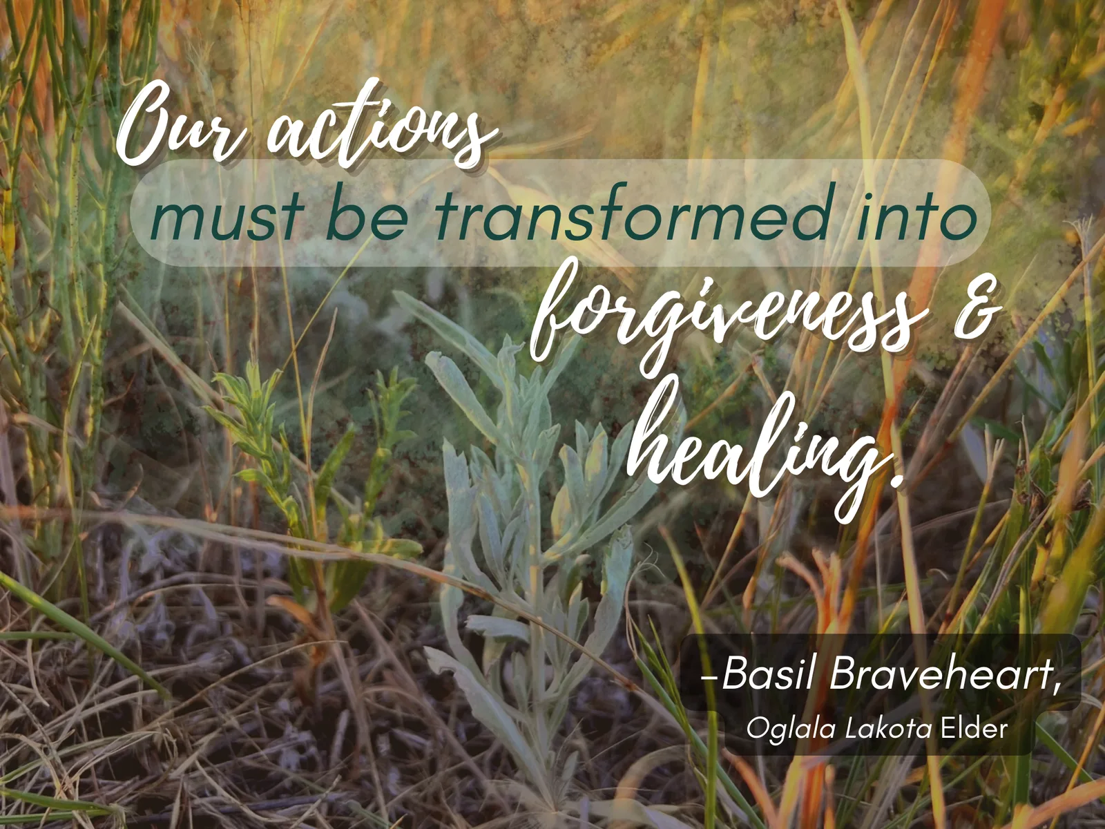 Sage plants in tall grass. Text: “Our actions must be transformed into forgiveness & healing.” – Basil Braveheart, Oglala Lakota Elder