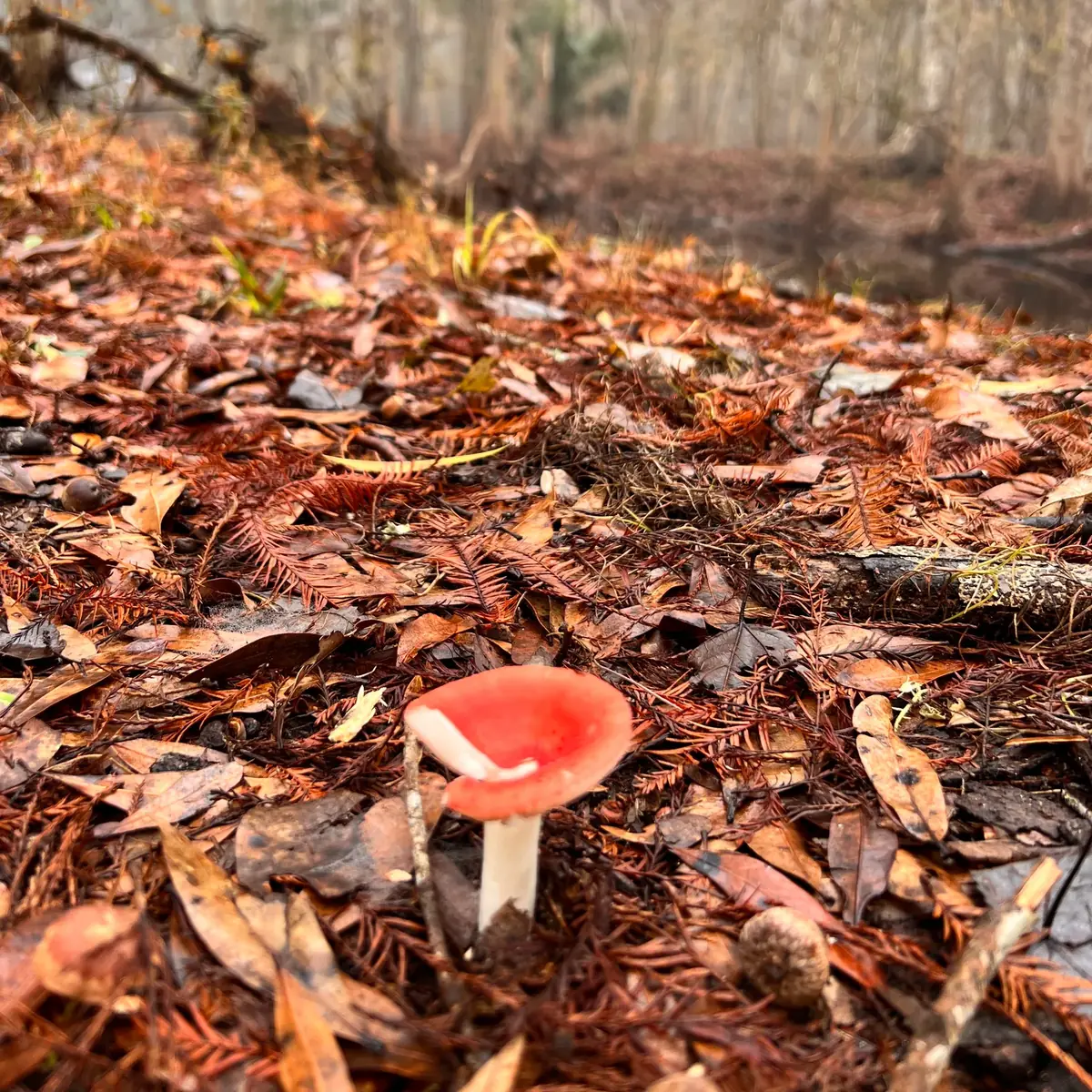 A red mushroom among fallen leaves on the forest floor.