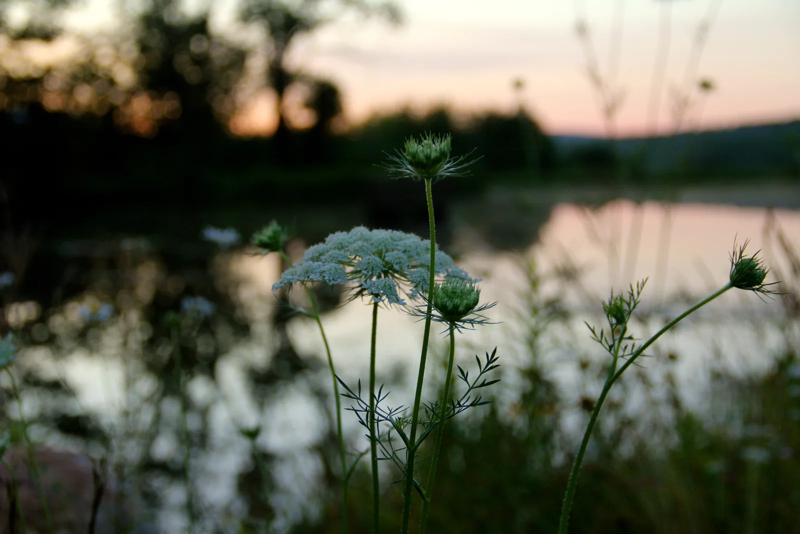 Queen Anne’s lace in front of a still pond at dusk.