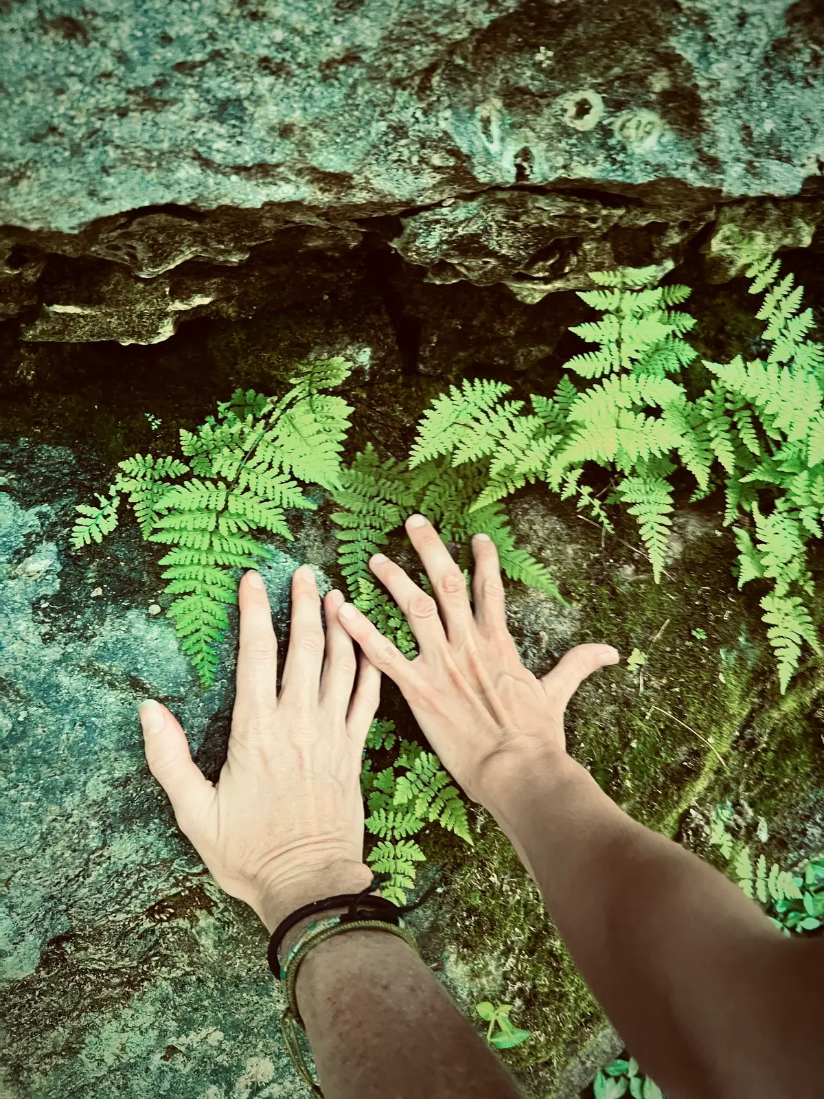 [id: two hands overlap, touching moss, ferns, and lichen on a rocky surface]