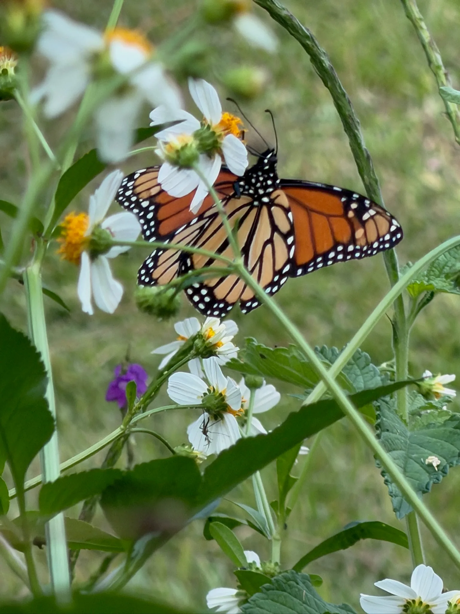 Swallowtail butterfly spread its wings